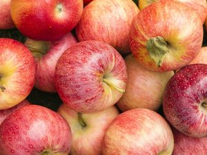 Manzana fresca/Manzana roja fresca Fuji/Fruta de manzana fresca con buen precio disponible y precio Exportadores de rosas frescas Suministro de manzana roja - Product Image 4