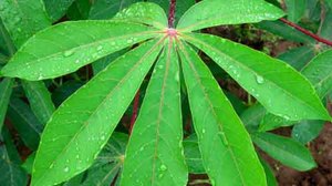 <strong>Cassava</strong> Hot - Product Image 2