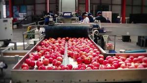 Granadas Rojas Frescas y Dulces de Primera Calidad, Origen Sudáfrica, 2 Años de Duración, Naturales para Consumidores Conscientes de la Salud - Product Image 5