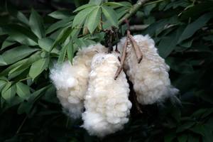 Material de relleno de red para pájaros ecológico de fibra cruda KAPOK, la mejor calidad de origen vietnamita de Viet Delta - Product Image 4