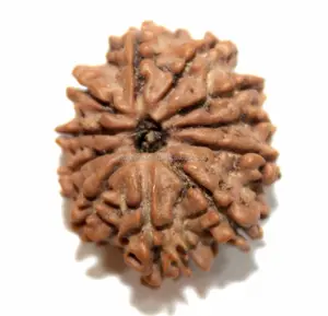 10 Mukhi/Mặt Rudraksha, Mười Mặt Rudraksha Hạt Cung Cấp Năng Lượng Đá Quý Rudra Nguồn Gốc Nepal Đánh Giá Bên Thứ Ba; 10122740 25 Mm Màu Nâu - Product Image 1