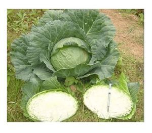 Chou vert bio de haute qualité Style frais Prix chaud - Product Image 3