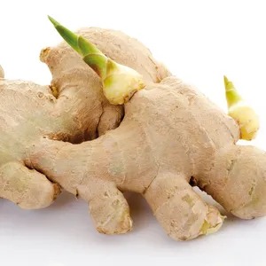 NATURAL FRESH GINGER from vietnam - Ms: Holiday contact to +84-845-639-639