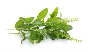 Exportateur mondial d'hydrolat pur de basilic certifié GMP, matière première distillée à la vapeur à partir des feuilles de basilic d'Inde - Product Image 2