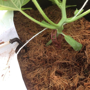 Bolsas de cultivo de coco-Cáscara de Coco para plantar - Product Image 2