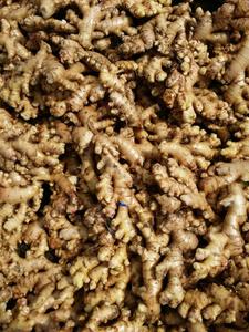 Việt Nam gừng tươi với tiêu chuẩn xuất khẩu 2020 - Product Image 4