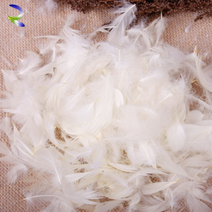 ขนนกยูงราคาถูก - Product Image 1
