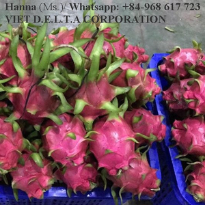 คุณภาพพรีเมี่ยมส่งออกผลไม้มังกรพืชผลใหม่-ms.holiday in 2020 - Product Image 5