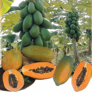 Papaya seca natural para exportación | Comida asiática - Product Image 6