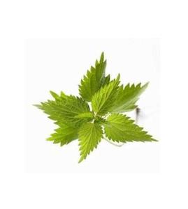Feuilles d'<span class=keywords><strong>Ortie</strong></span> piquante séchées brutes de qualité supérieure naturelle Urtica Dioica à vendre - Product Image 2