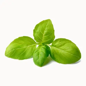 Huile d'ocimum basilicum de qualité supérieure certifiée GMP, pure, distillée à la vapeur (arbre à thé et basilic), pour usage cutané, prix compétitif, Inde - Product Image 1