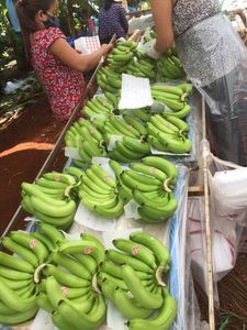 HIGH QUALITY CAVENDISH <b>BANANA</b> FROM VIET NAM - Product Image 3