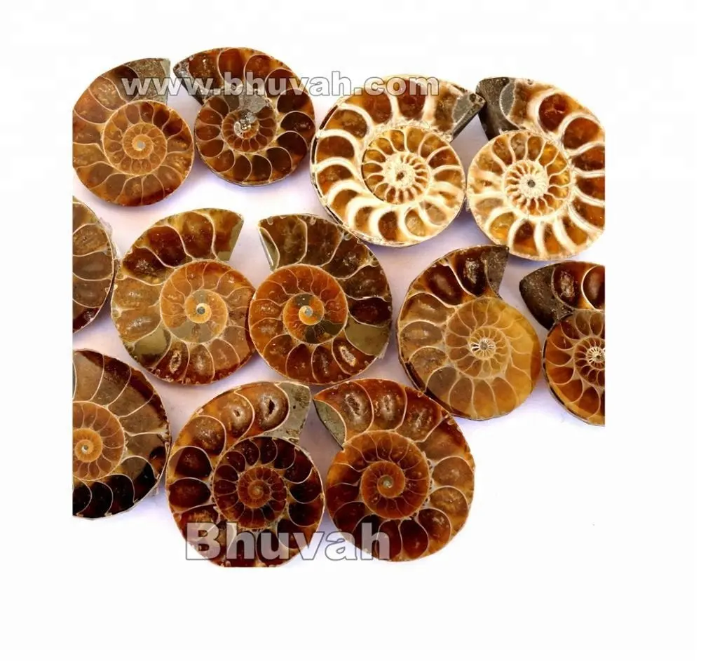 Penjualan Tertinggi Peringkat Bagus Kualitas AAA Brilian Fosil Ammonite Alami Cabochon