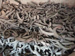 Corne de buffle d'eau sculptée brute 60 cm Art de style animal à collectionner par Crafts Galore au prix d'usine - Product Image 3