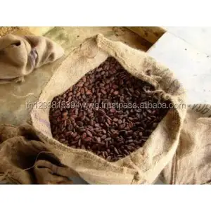 Grains séchés de très bonne qualité, qualité 1 Cacao/cgao/chocolat, meilleur prix