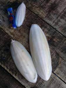 Hueso de Sepia / Hueso de Calamar / Alimento para Aves / Loros / Tortugas - Product Image 2