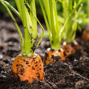 ขายส่งแครอทสดเวียดนามคุณภาพสูงวันหยุดราคาดีที่สุด - Product Image 3