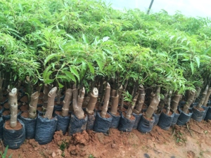 ราก polyscias อบแห้งสำหรับชา - Product Image 3