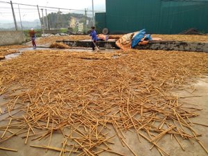 VIETNAM SPICY GOOD PRICE CINNAMON STICK - Product Image 4