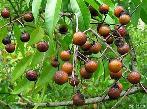 Nueces de Jabón Orgánicas 100% Secas, Temporada de Cosecha en Vietnam - Product Image 6