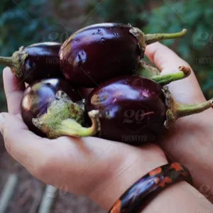 有机肥对茄子紫植物来提升产品和快速植物生长