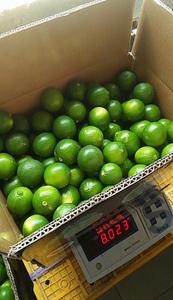 Limes sans graines du Vietnam/citron vert frais - Product Image 4