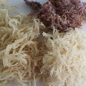 Algues marines séchées Eucheuma Cottonii du Vietnam à bon prix / Mme Alice +84 904 183 651 - Product Image 3