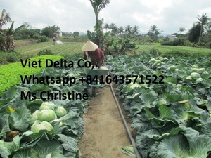 Chou frais (Légumes crucifères) de haute qualité 2kg Marque Viet Delta Certifié Phyto - Product Image 3
