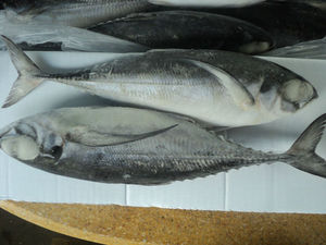 แปซิฟิกทะเลสดแช่แข็งอาหารทะเลปลาแมคเคอเรลที่มีราคาถูก - Product Image 3