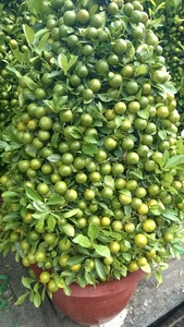 Kumquat tiêu chuẩn xuất khẩu số lượng lớn giá cả cạnh tranh cho bán buôn - Product Image 4