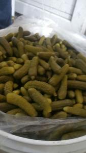 GHERKINS MARINÉS POUR BÉBÉ/GHERKINS POUR SANDWICH/ GHERKINS CONCOMBRE - Product Image 5