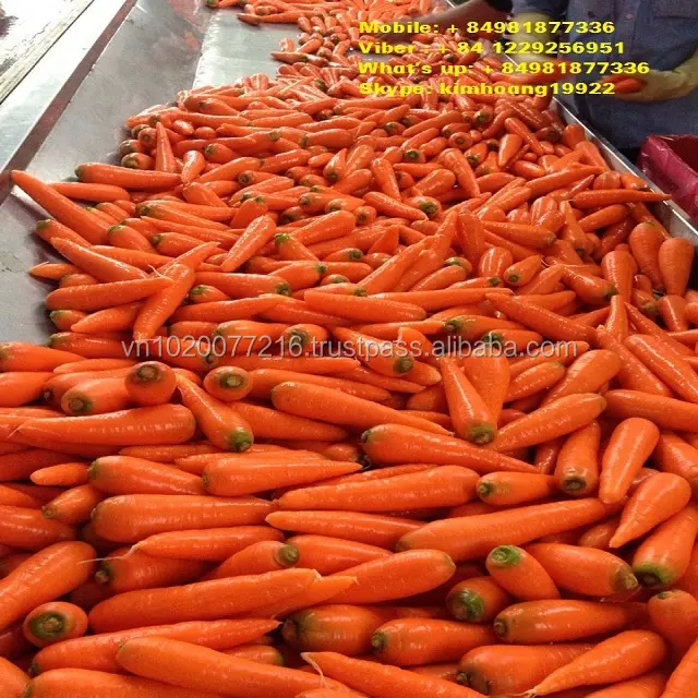Fresco carota 2018/buon prezzo