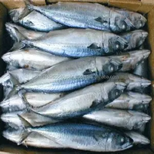 Quality Frozen pacific mackerel w/r sizes 8/10pcs per kg
