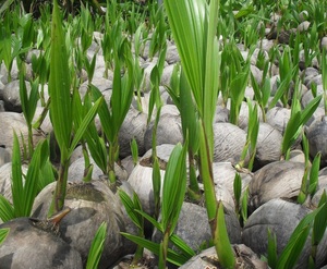 Noix de coco à germer/Noix de coco à germer - Product Image 1