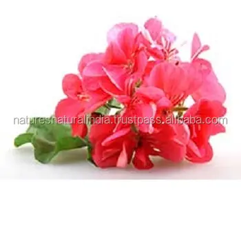 Rose Geranium Etherische Olie (Pelargonium Roseum) Groothandel In India