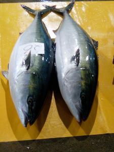 Prodotto di Vendita caldo Fresco Yellowtail Frutti di Mare All'ingrosso - Product Image 4