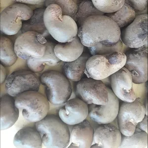 Raw Cashew Nuts from Indonesia