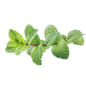 100% น้ำมันหอมระเหยสเปียร์มิ้นท์บริสุทธิ์และเป็นธรรมชาติสำหรับการดูแลผิวและน้ำมันหอมระเหย - Product Image 5