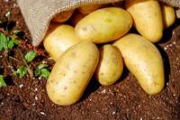 Patates douces certifiées CIQ, 100% naturelles, légumes frais, 100% matures, d'Afrique du Sud, forme ronde, 7,5 cm, en promotion