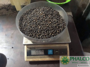 Offre Spéciale Poivre Noir du Vietnam 550GL Nettoyé à la Machine Qualité Supérieure Épice Naturelle Séchée Vente en Gros Prix Usine Exportation - Product Image 5