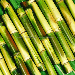 Jugo de Caña de Azúcar Congelado de Alta Calidad/Buen Precio - Product Image 4