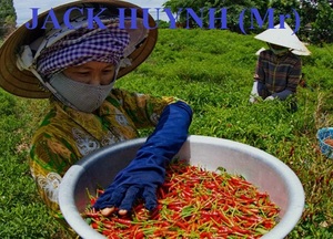 100% Natural Pure <b>Chili</b> Powder - Product Image 3