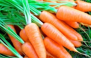 <b>Fresh</b> <b>Carrot</b> in Viet Nam/ High Quality/ Sweet/ HOLIDAY - Product Image 3