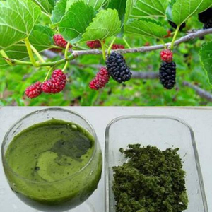 Polvo de Morus Indica de alta calidad - Product Image 4