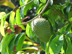 SOURSOP NATUREL SÉCHÉ AU SOLEIL POUR LE THÉ - Product Image 2