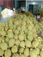Iqf Vlees Durian Leveranciers Vietnam In 2024