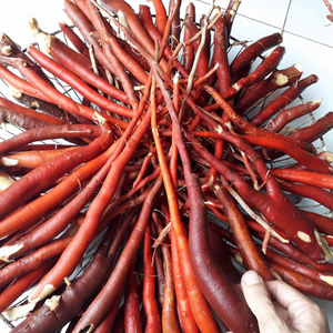 สารสกัดจากพืช Curculigo Orchioides Gaertn ฮอลิเดย์-เวียต เดลต้า แบบแห้งทั้งต้น - Product Image 2