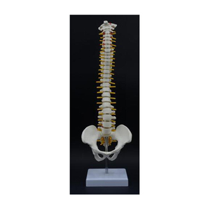 Mini modèle colonne vertébrale avec support détachable, 1 pièce, matériel en PVC modèle anatomique, produit scientifique médical - Product Image 1