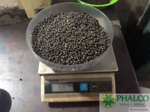 Precio al por mayor 6 meses de vida útil Especias de alta calidad Gran sabor Pimienta negra seca natural de Vietnam - Product Image 5