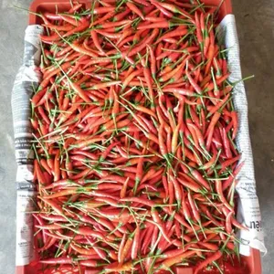RED CHILI FROZEN/ VIETNAM/ HIGH QUALITY/ LOWEST PRICE